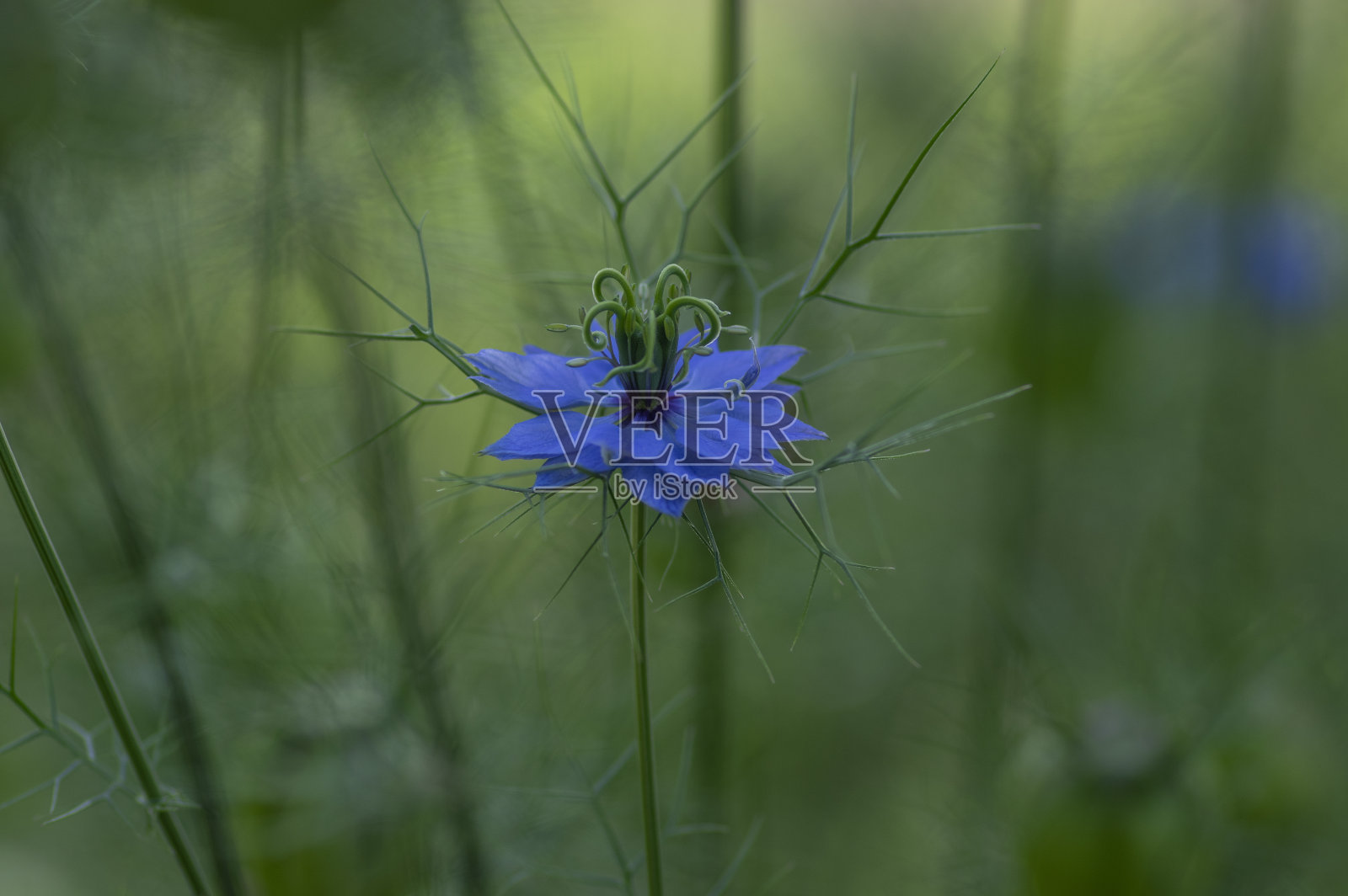 锦绣花是一种亮蓝色的观赏花卉，美丽美丽，雾中之恋魔鬼在灌木中开花照片摄影图片