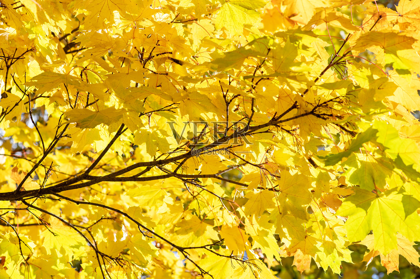 秋天黄色的枫叶在树上背着阳光。秋天背景照片摄影图片