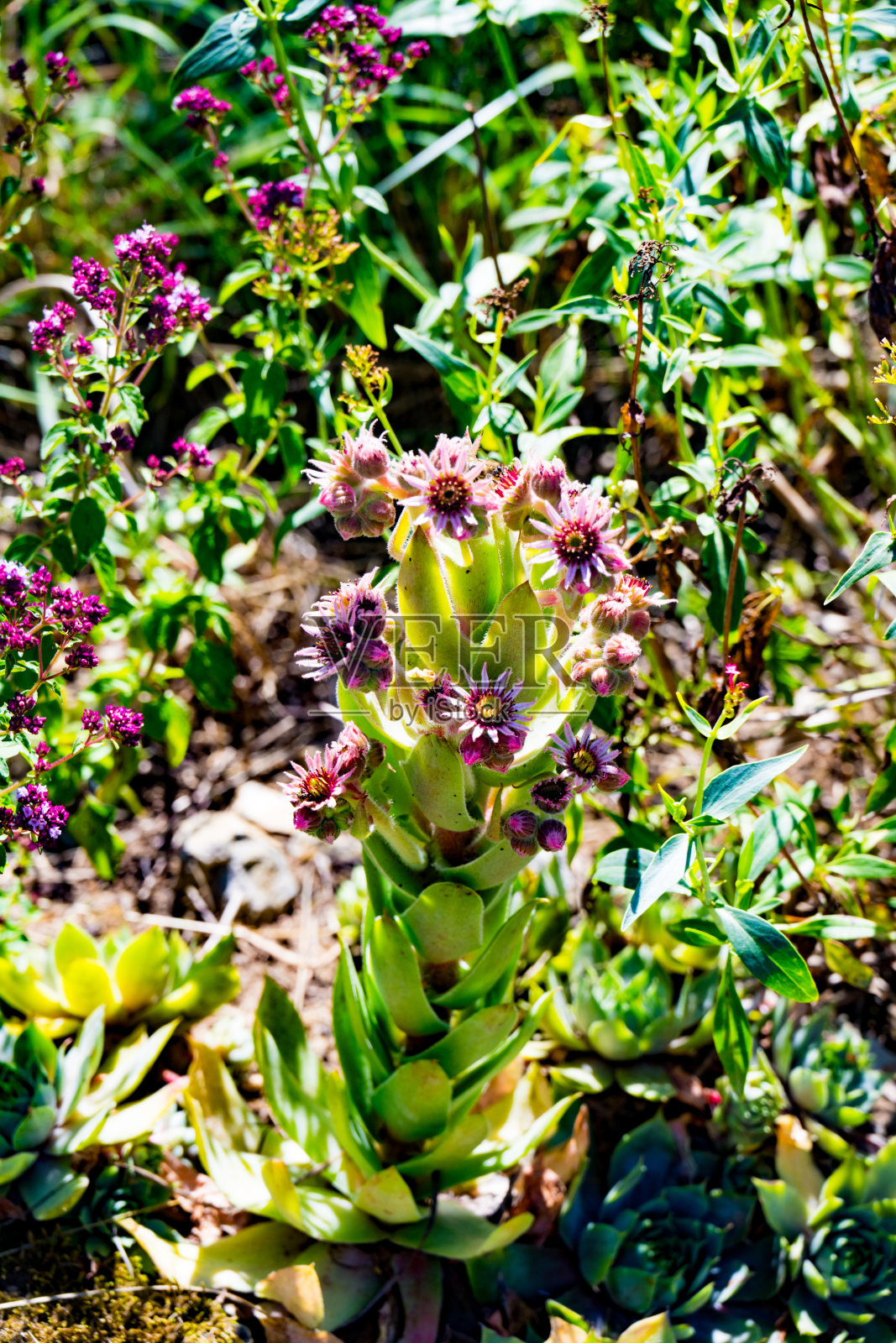 花坛上盛开着家蚕照片摄影图片