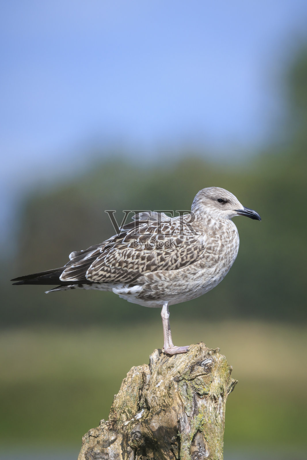 栖息的小黑背鸥，黑背鸥照片摄影图片