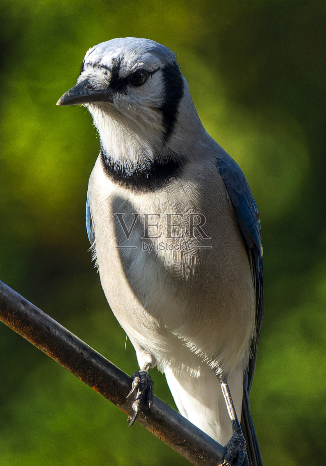 一只冠蓝鸦在傍晚的阴影里照片摄影图片