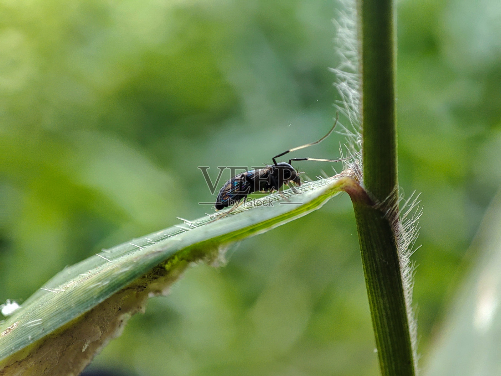 蚊子坐在草地上照片摄影图片