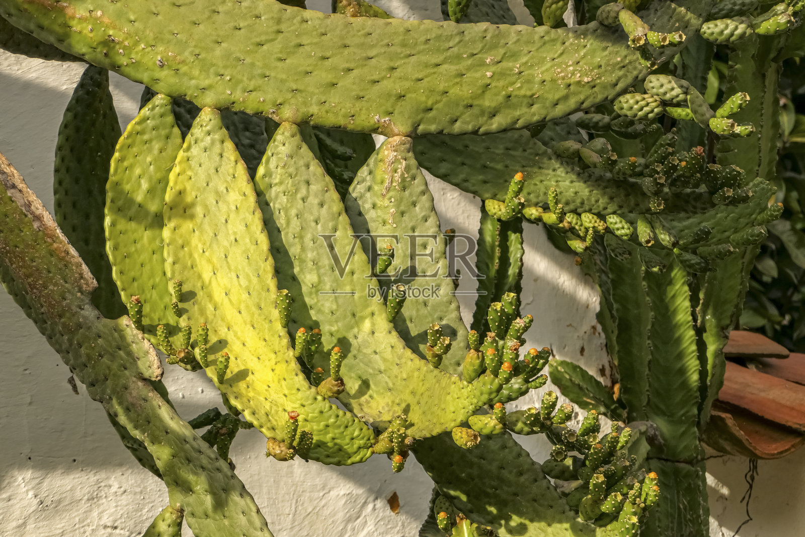 阳光下的仙人掌特写，哥伦比亚巴利卡拉照片摄影图片