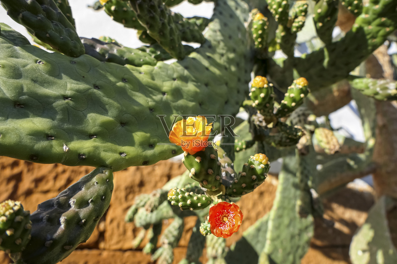 橙色和红色的仙人掌花在明亮的光线下的特写，哥伦比亚的巴里卡拉照片摄影图片