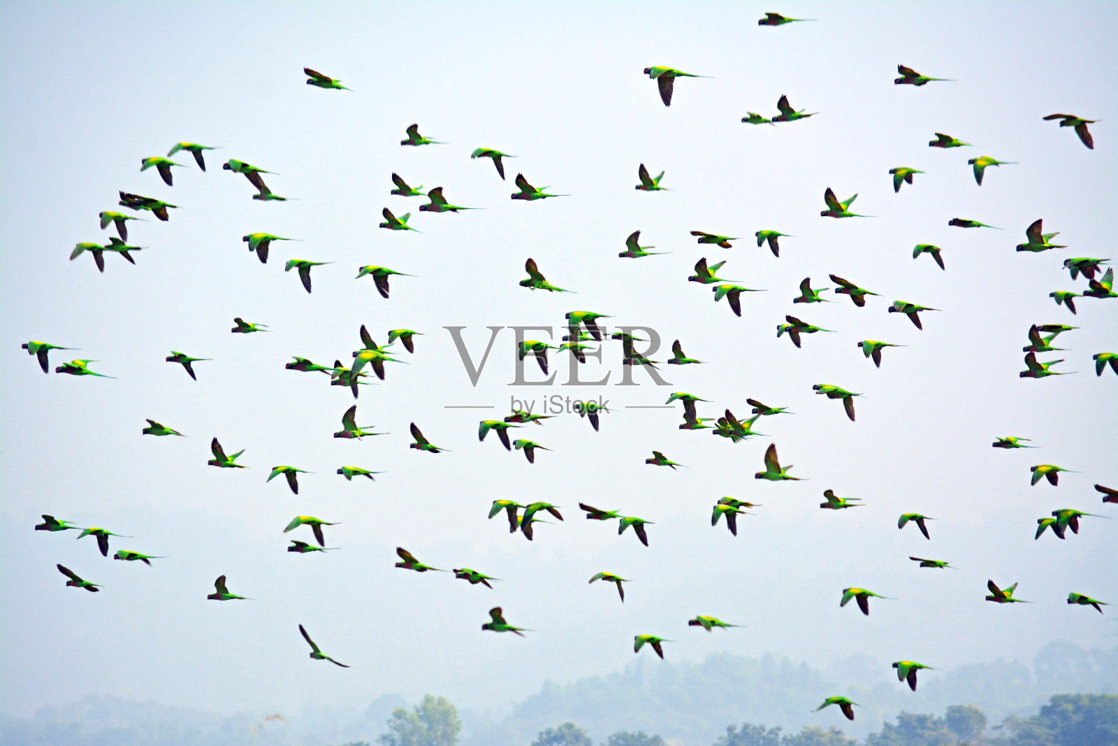 一群鹦鹉在天空中飞翔，孟加拉国的自然背景照片摄影图片
