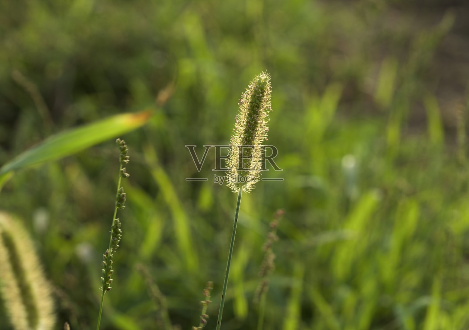 草。副本的空间。模糊自然背景。照片摄影图片