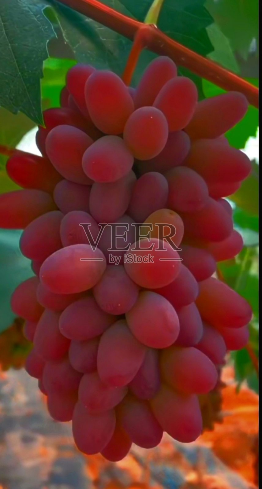 品性:框架无籽红葡萄照片摄影图片