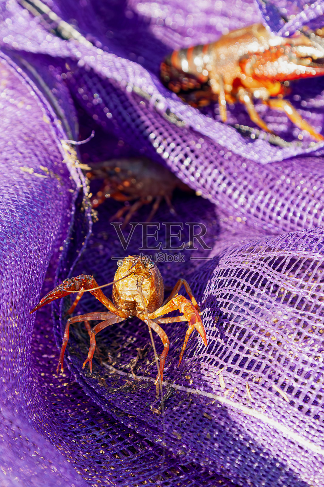 小龙虾照片摄影图片