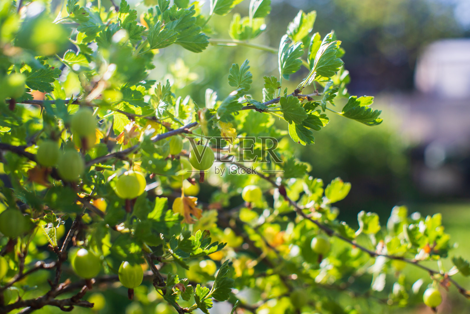 花园水果丛。美丽的自然乡村景观与强烈的模糊背景。含有维生素的健康食品的概念照片摄影图片