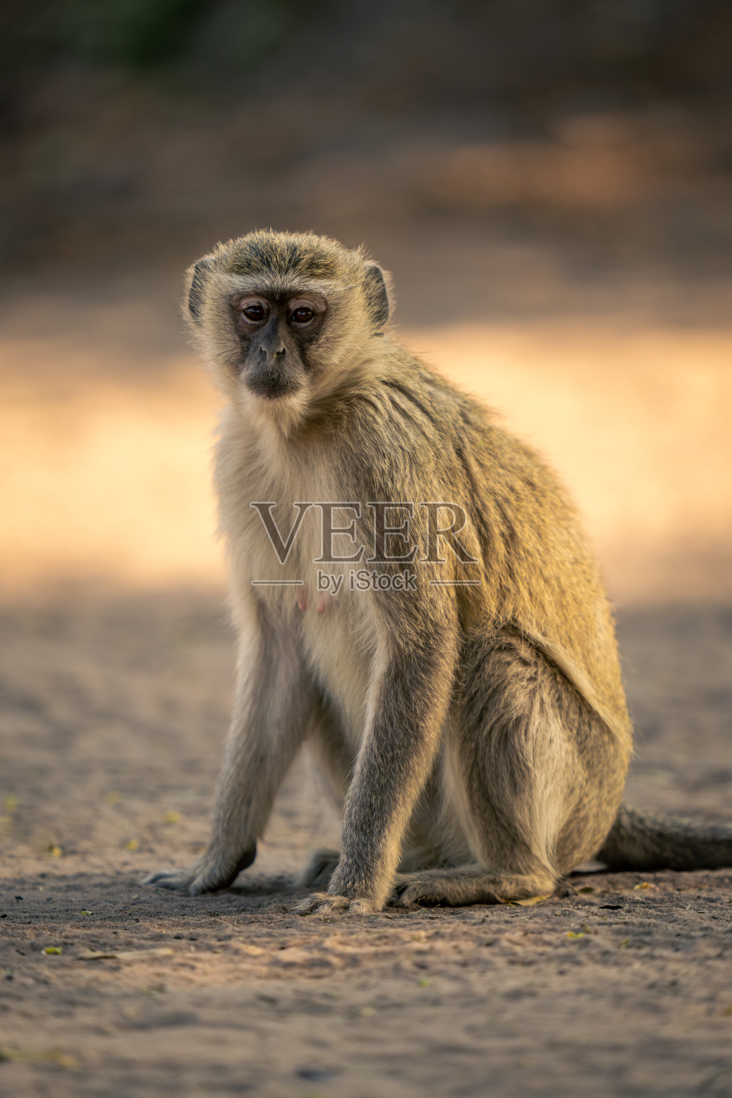 长尾猴坐在沙滩上看镜头照片摄影图片