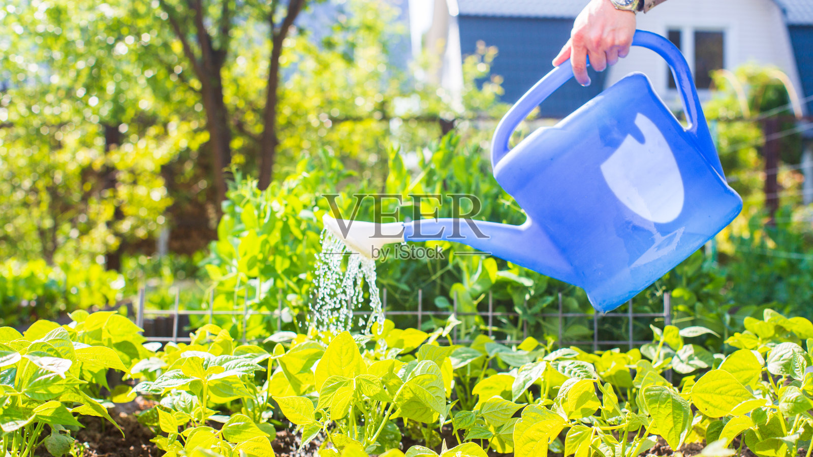 在炎炎夏日给种植园里的蔬菜浇水。滴水灌溉庄稼。园艺的概念。种植在床上的农业植物照片摄影图片