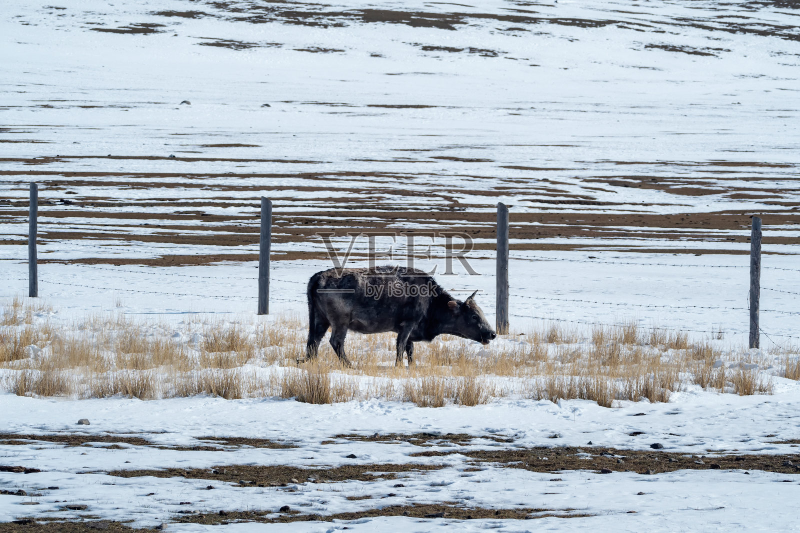 蒙古冬季高原雪地牧场上的黑牛。照片摄影图片