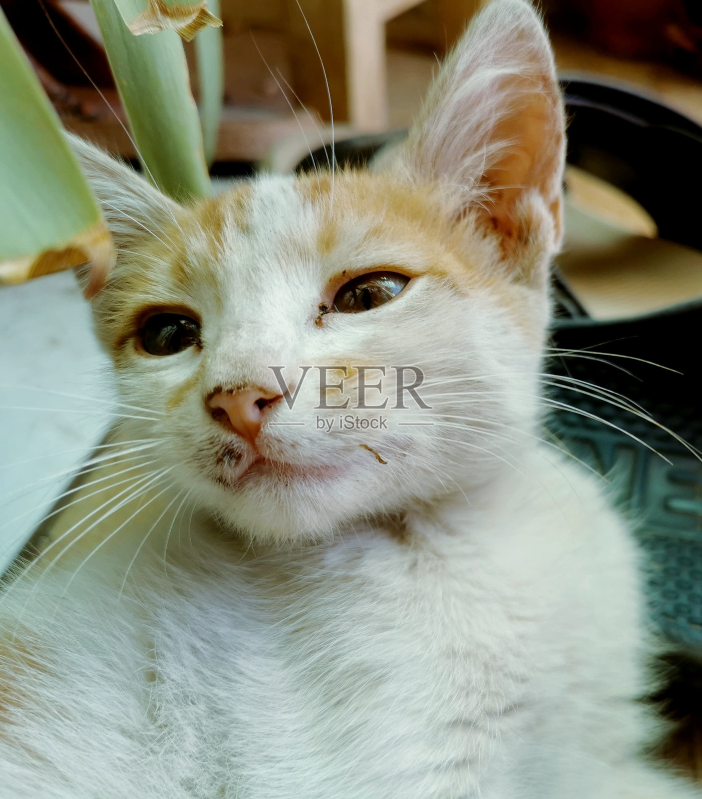 一张可爱的白黄相间的猫的照片照片摄影图片