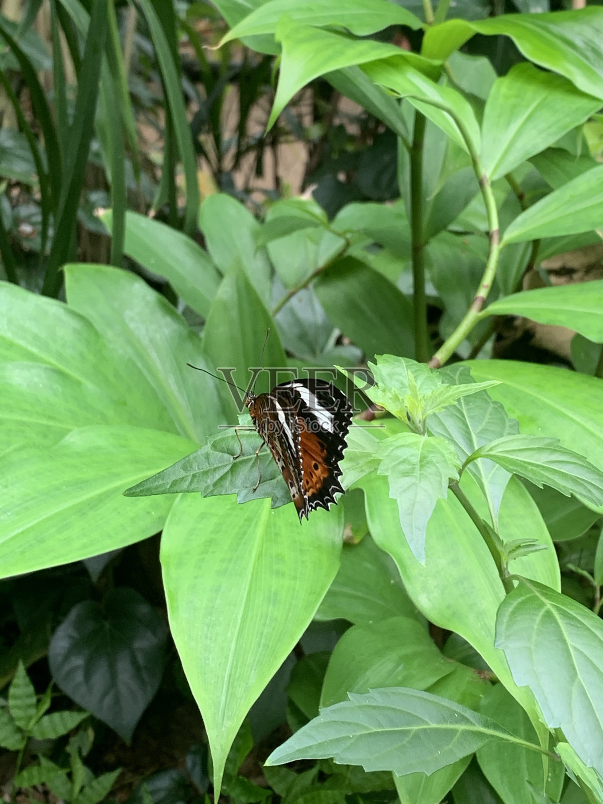 黑脉金斑蝶照片摄影图片