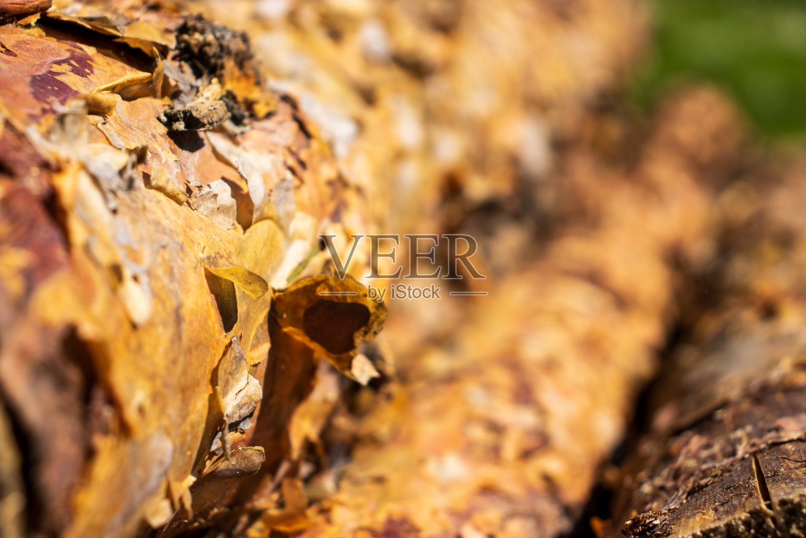 堆放的松木。森林中的松树和云杉。原木树干桩，伐木木材工业用材。照片摄影图片