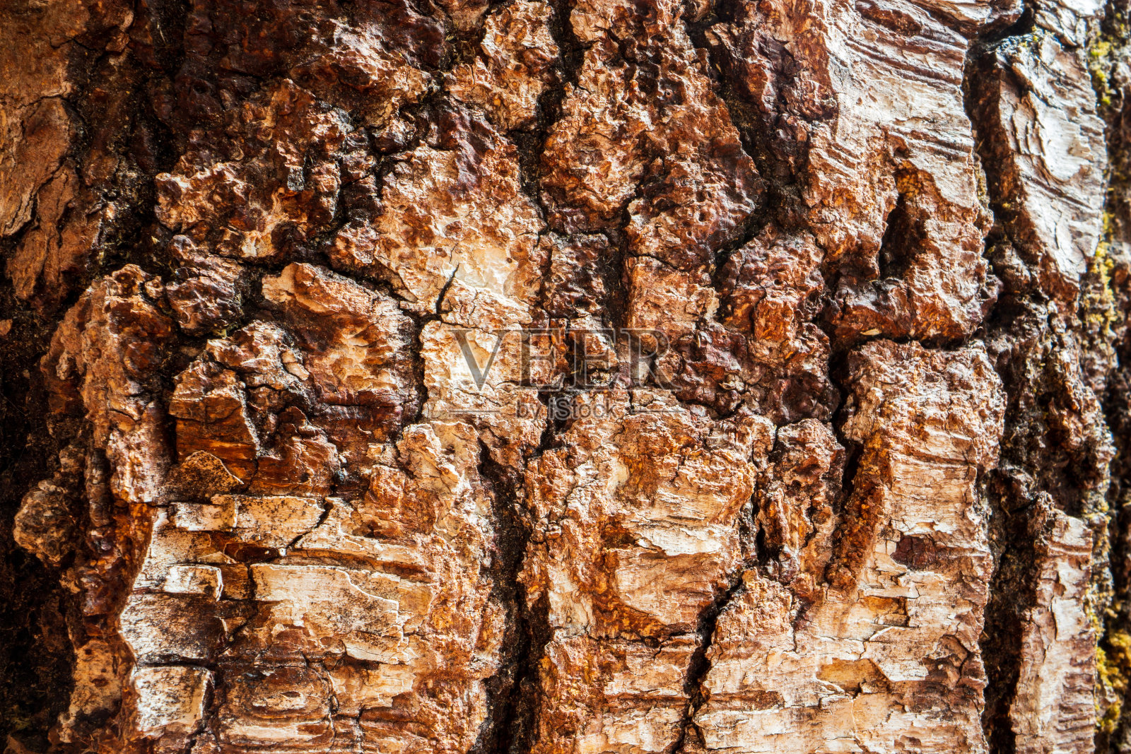 森林中老树皮的浮雕纹理特写。自然美丽的抽象木材图案表面的壁纸和背景照片摄影图片
