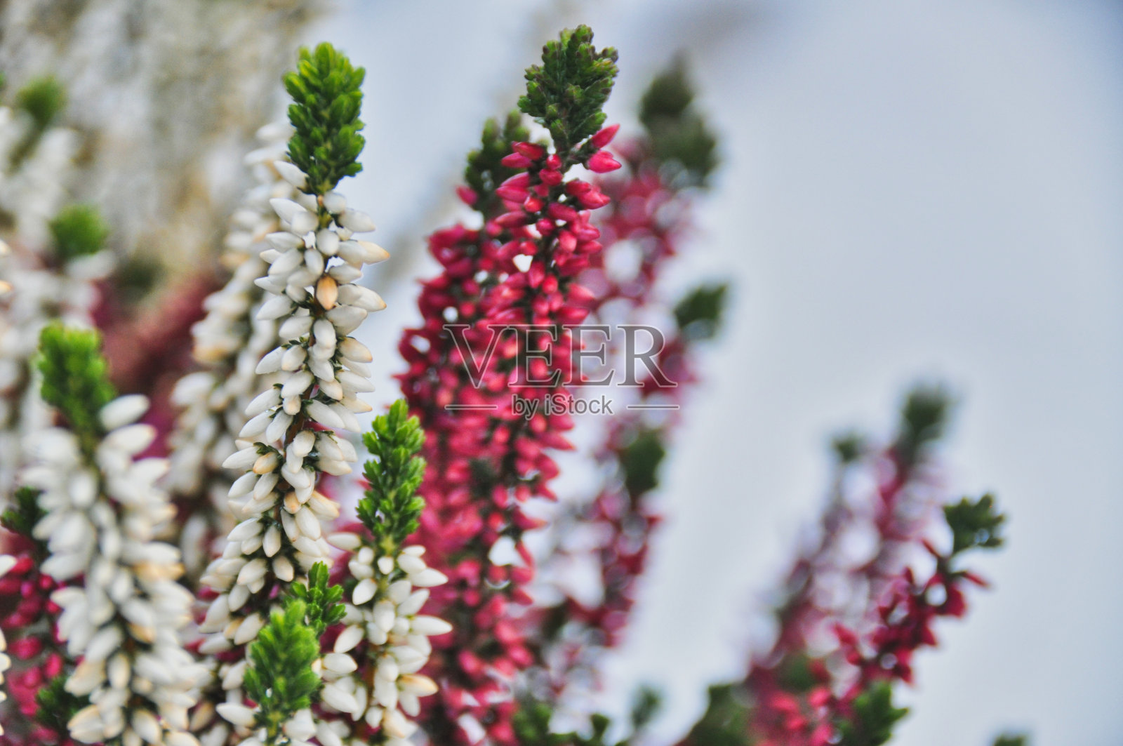 秋花的特写，粉红色和白色的石南美丽的大自然照片摄影图片