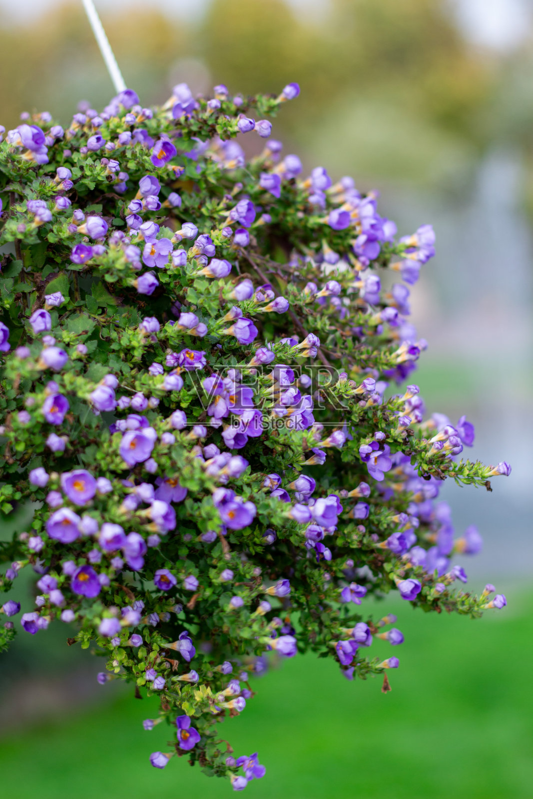 绿色背景上美丽的插花照片摄影图片