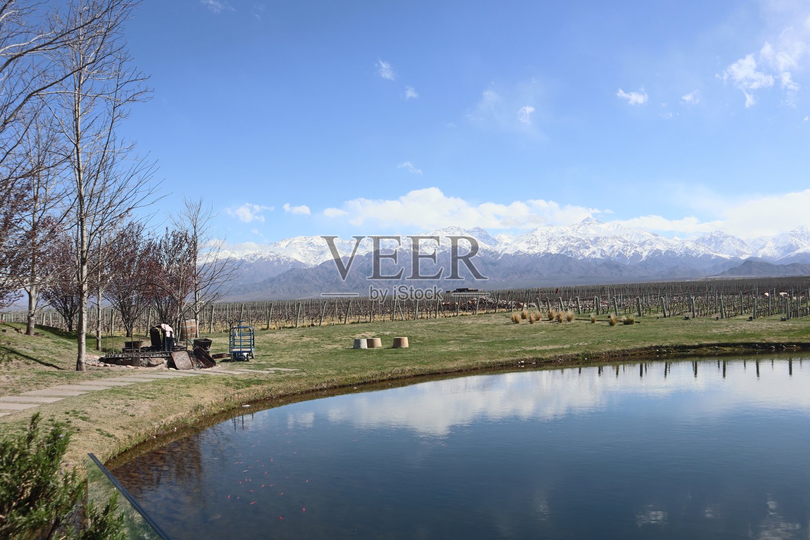 以安第斯山脉为背景的土鲁扬葡萄园照片摄影图片