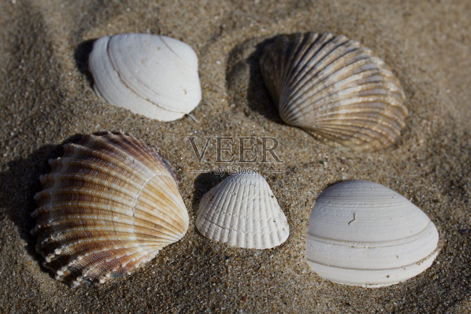 瓦拉维尔海滩上的贝壳照片摄影图片