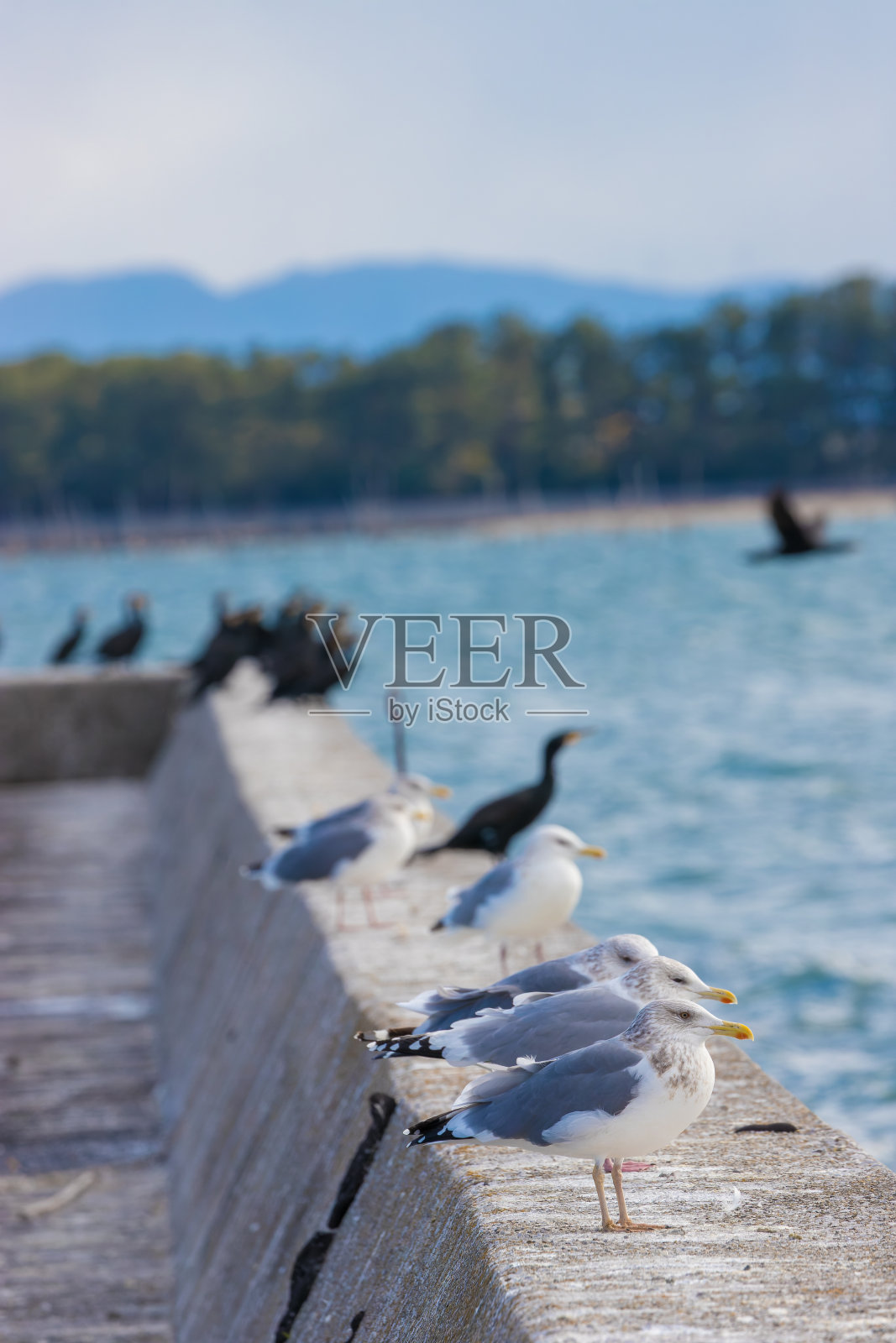 海堤，海鸥和海鸬鹚照片摄影图片