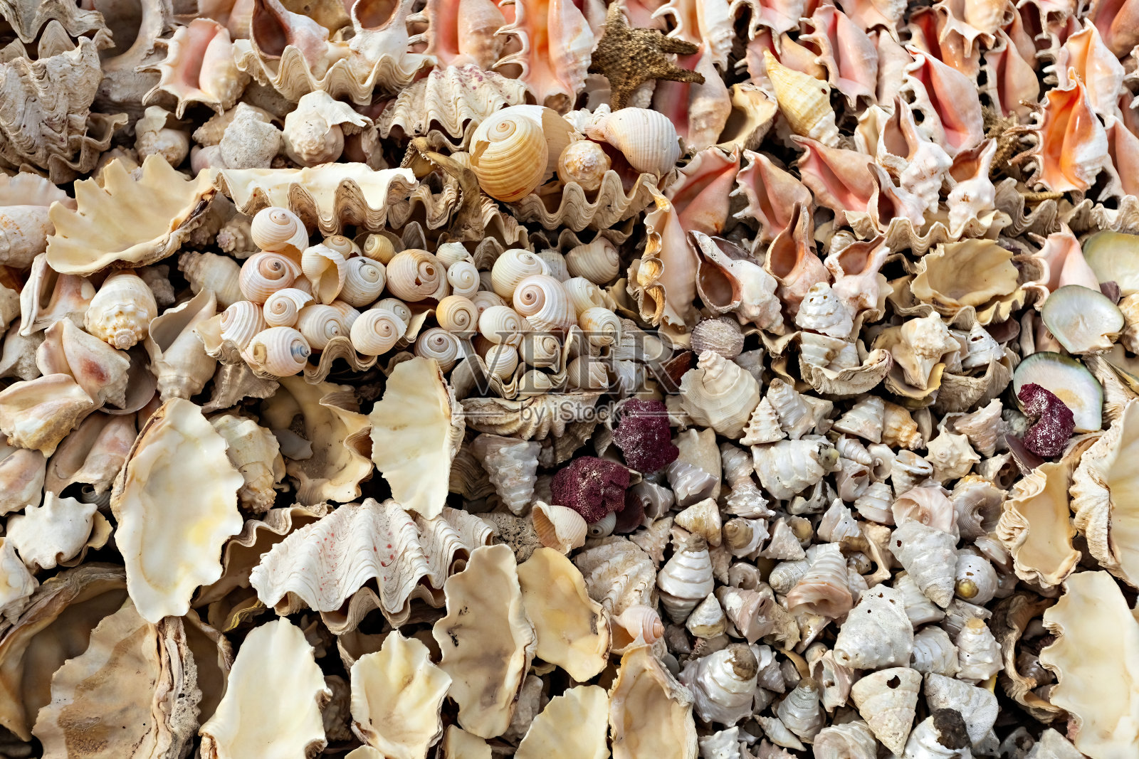 特写海螺背景照片摄影图片