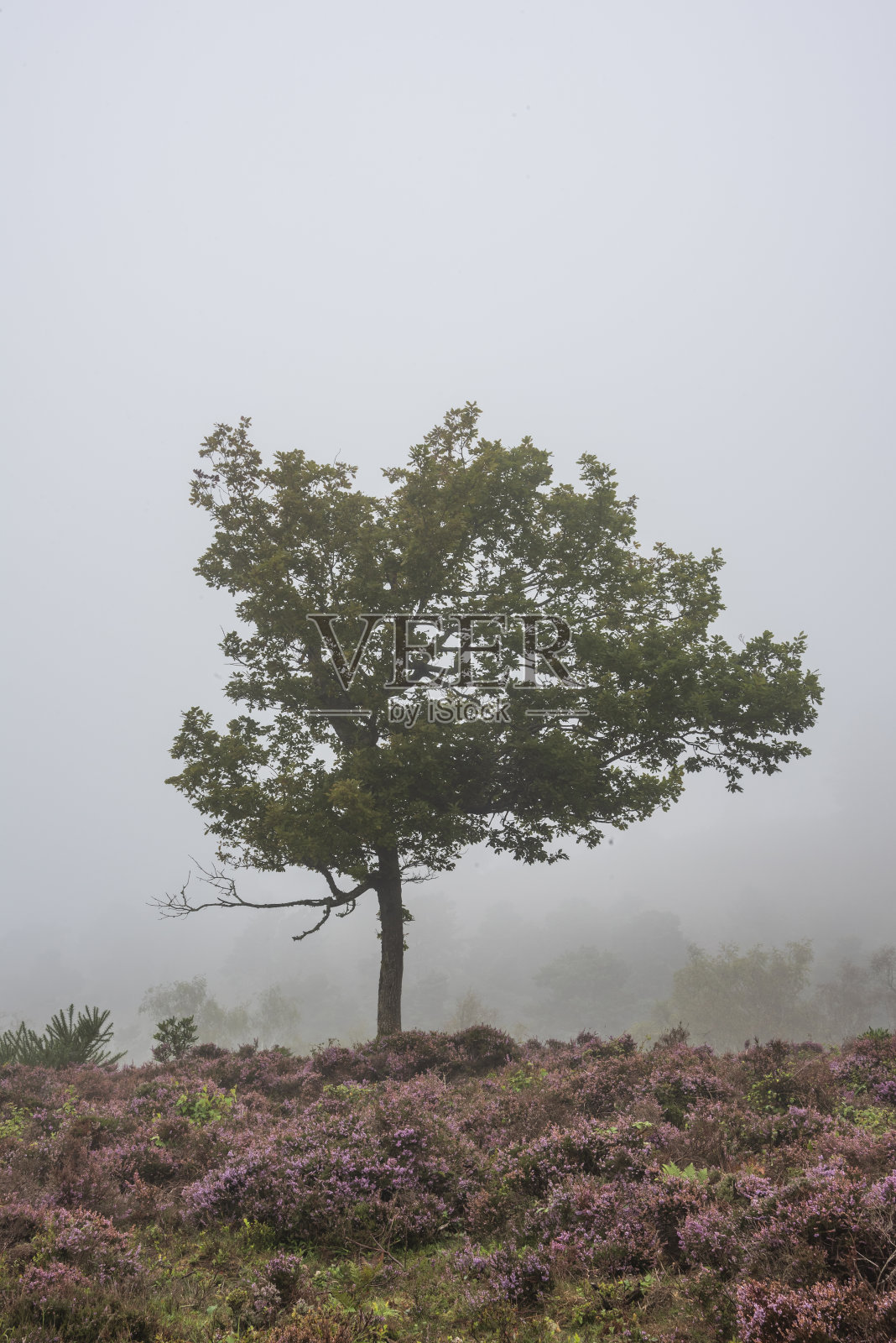 令人惊叹的雾森林夏末景观图像与发光的雾在可爱的茂密的林地之间的距离照片摄影图片
