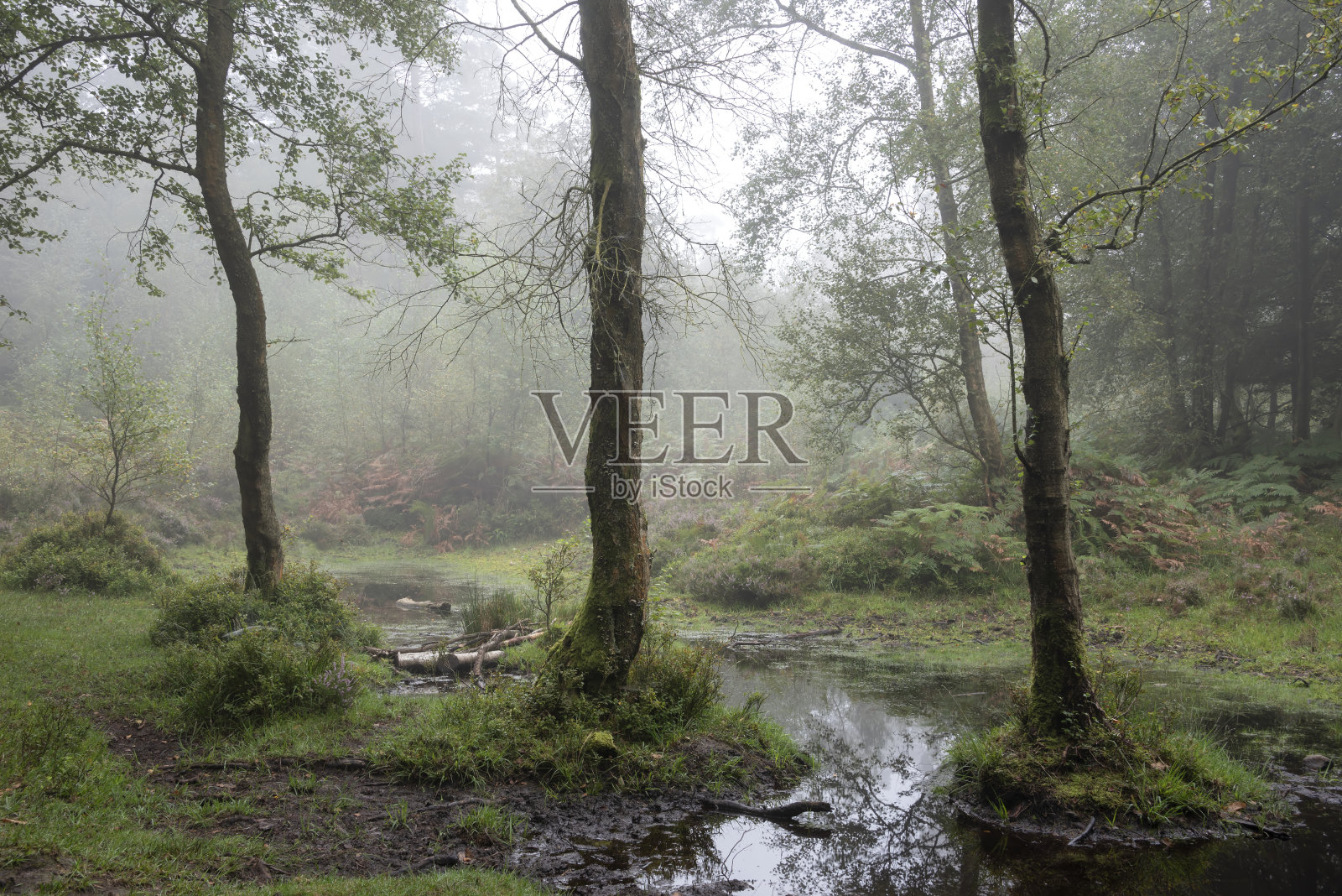 令人惊叹的雾森林夏末景观图像与发光的雾在可爱的茂密的林地之间的距离照片摄影图片