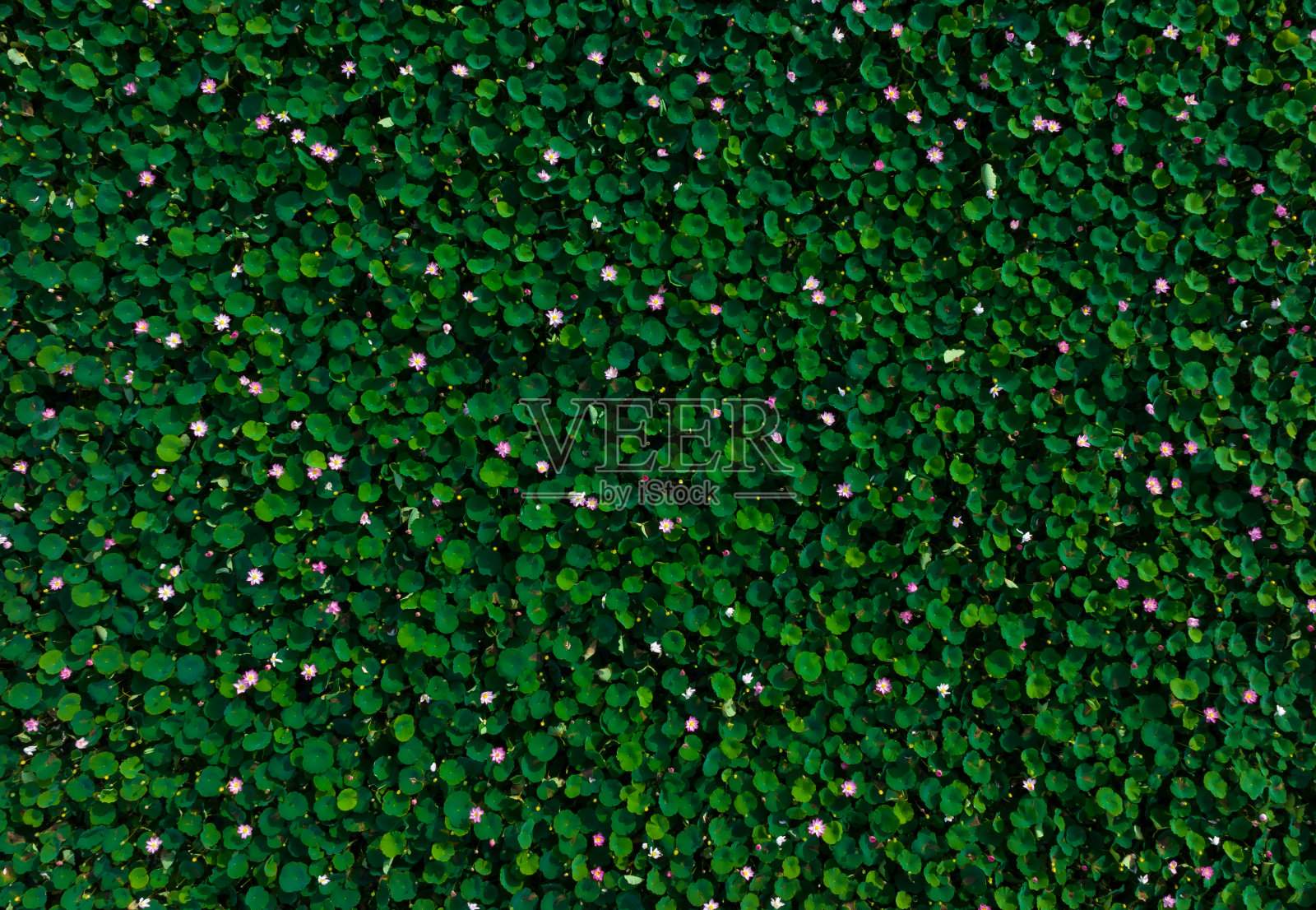 越南龙安省盛开的典型花卉——莲花的抽象航拍照片照片摄影图片