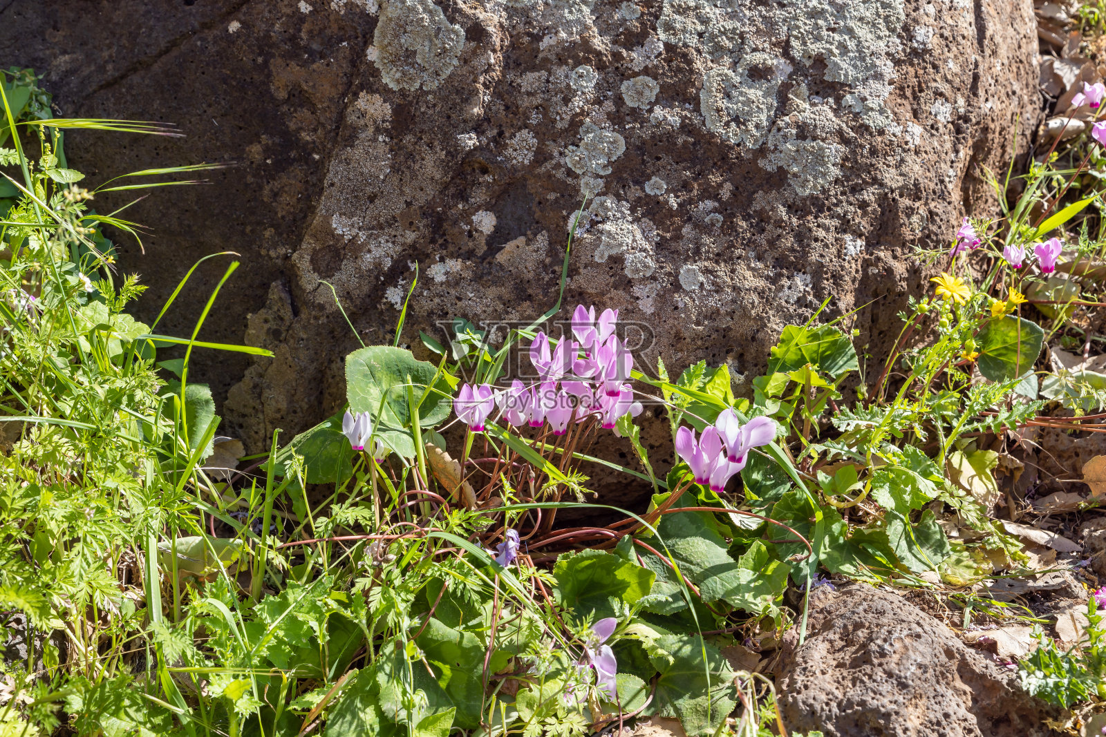 以色列北部耶胡迪亚国家自然公园的野花仙客来照片摄影图片