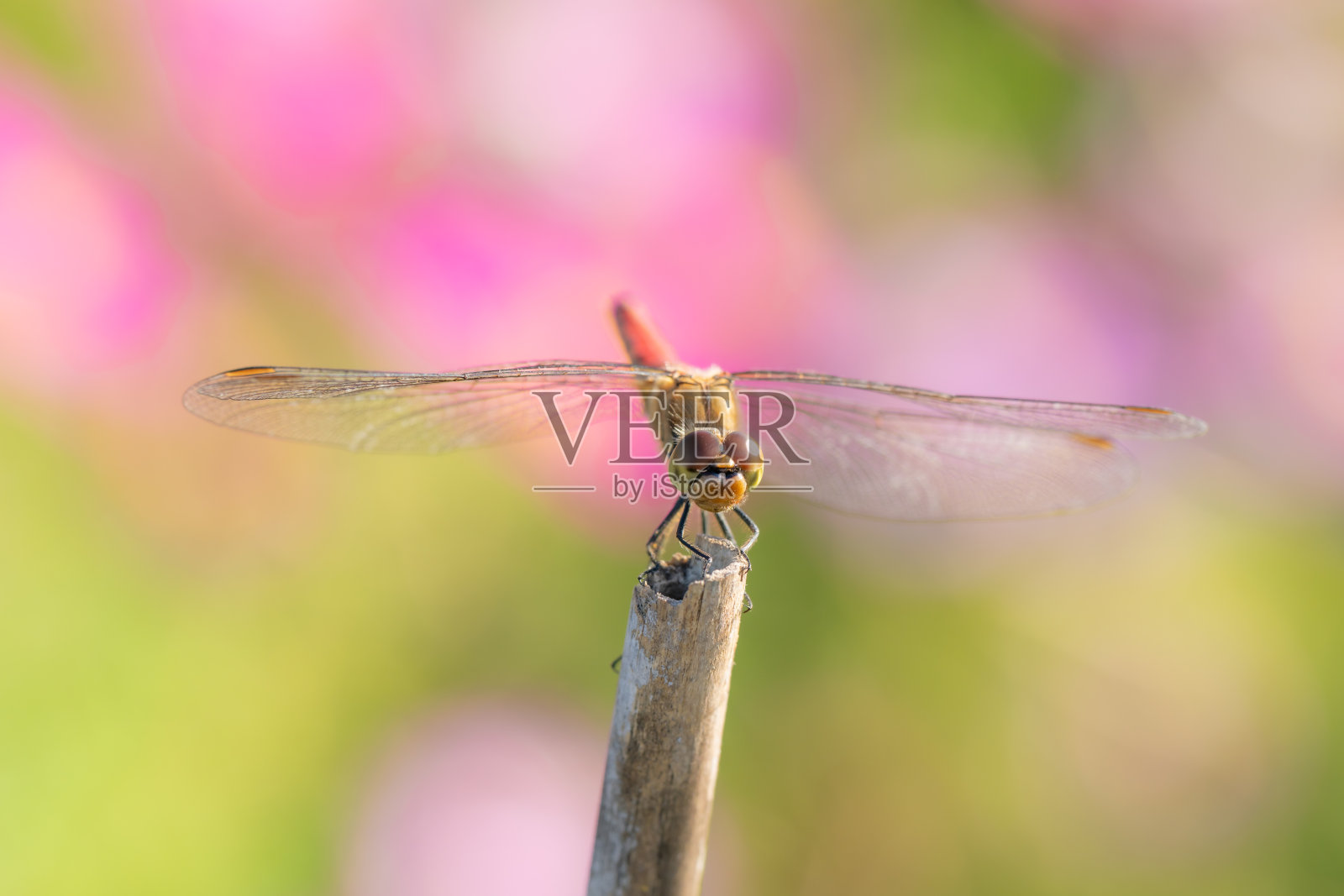 一只红色的蜻蜓栖息在花园里的一根杆头上照片摄影图片