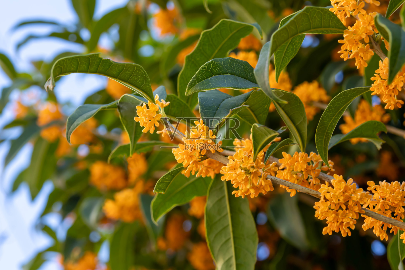 桂花照片摄影图片