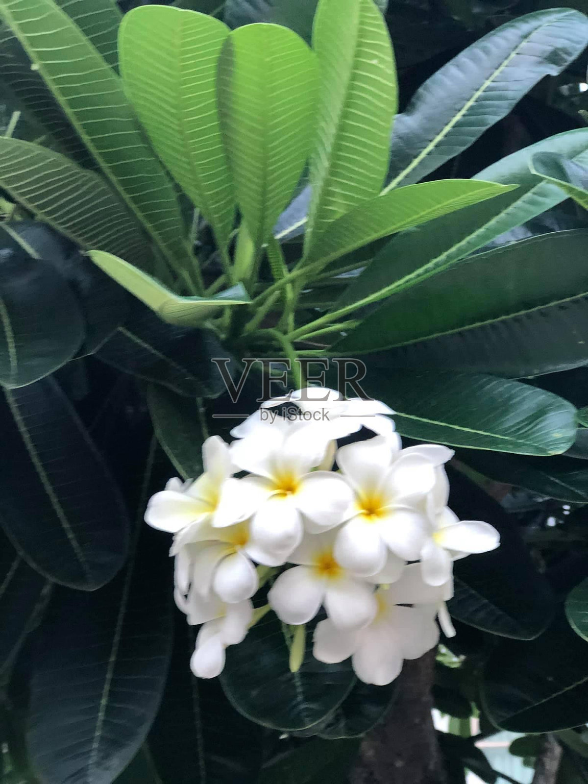 鸡蛋花花照片摄影图片