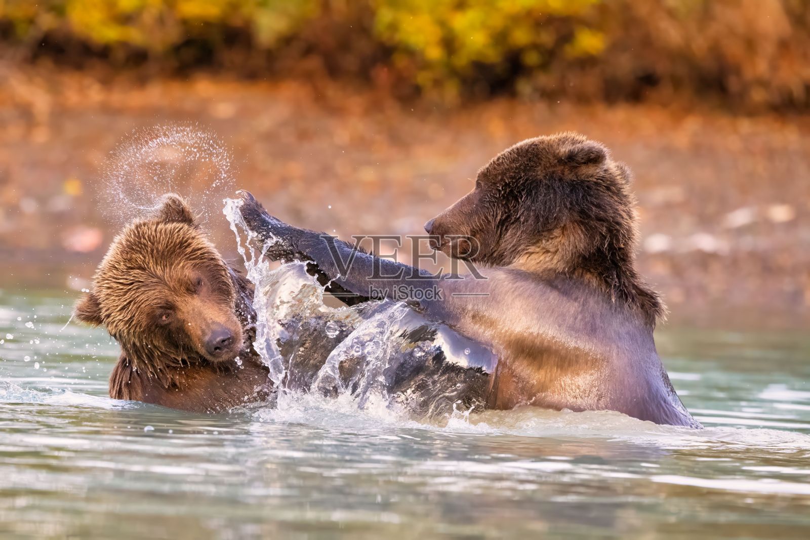 阿拉斯加棕熊在河中搏斗照片摄影图片