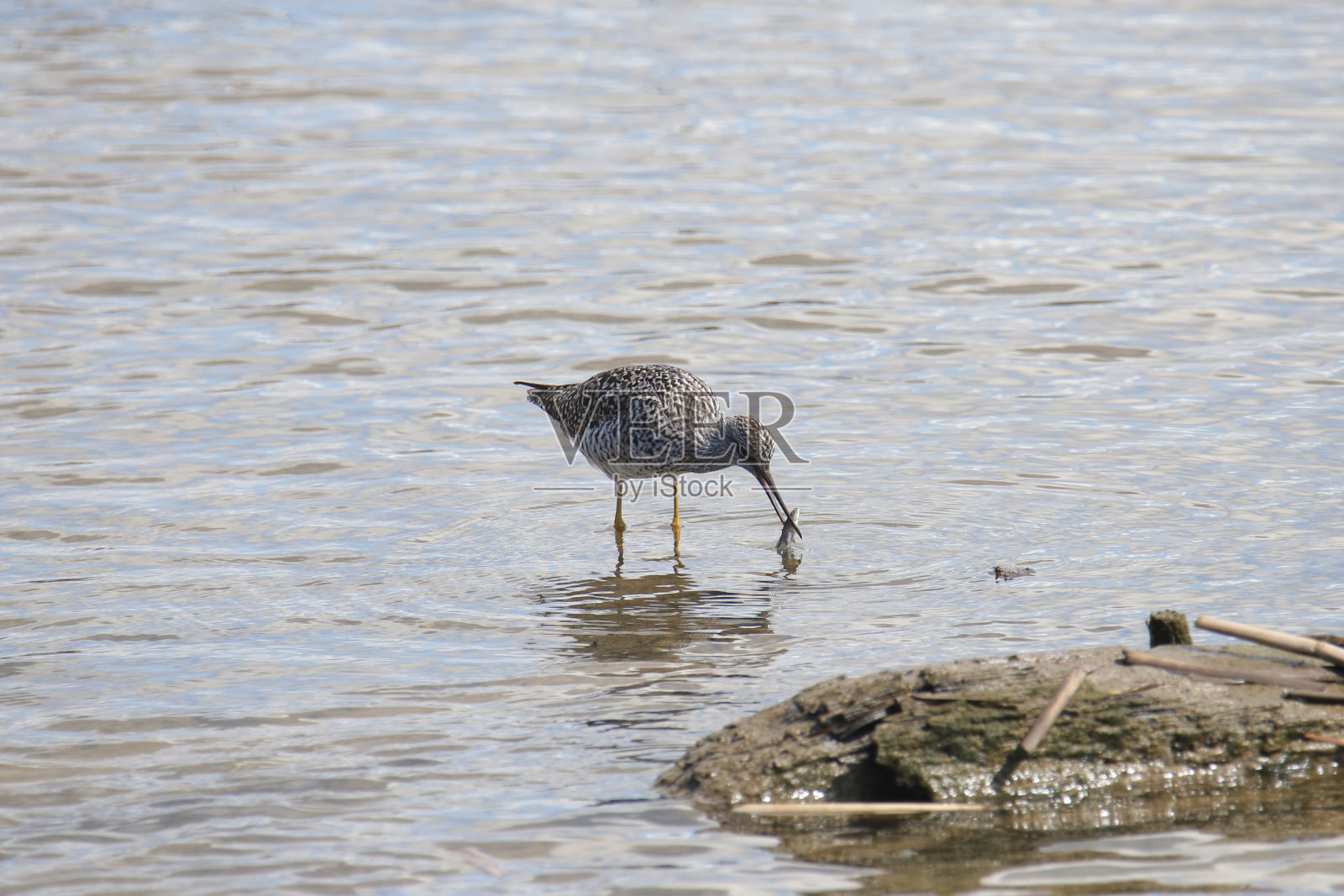 更大的黄腿鸟(tringa melanoleuca)，嘴里衔着美味的食物照片摄影图片
