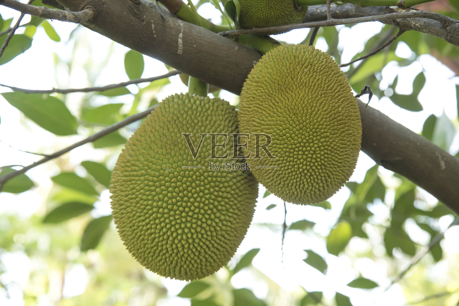 树上生的青杰克果照片摄影图片