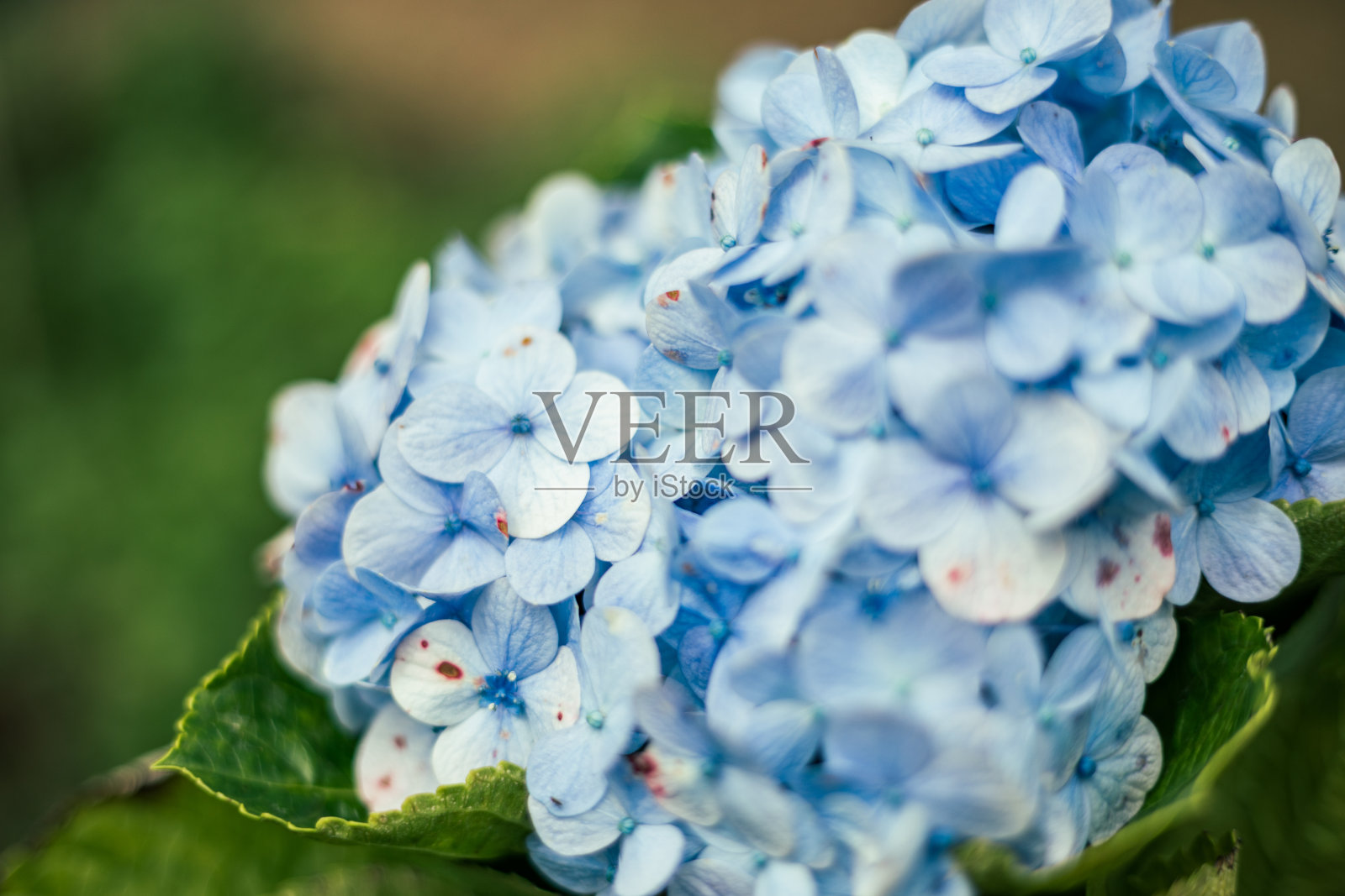靠近蓝色绣球花照片摄影图片