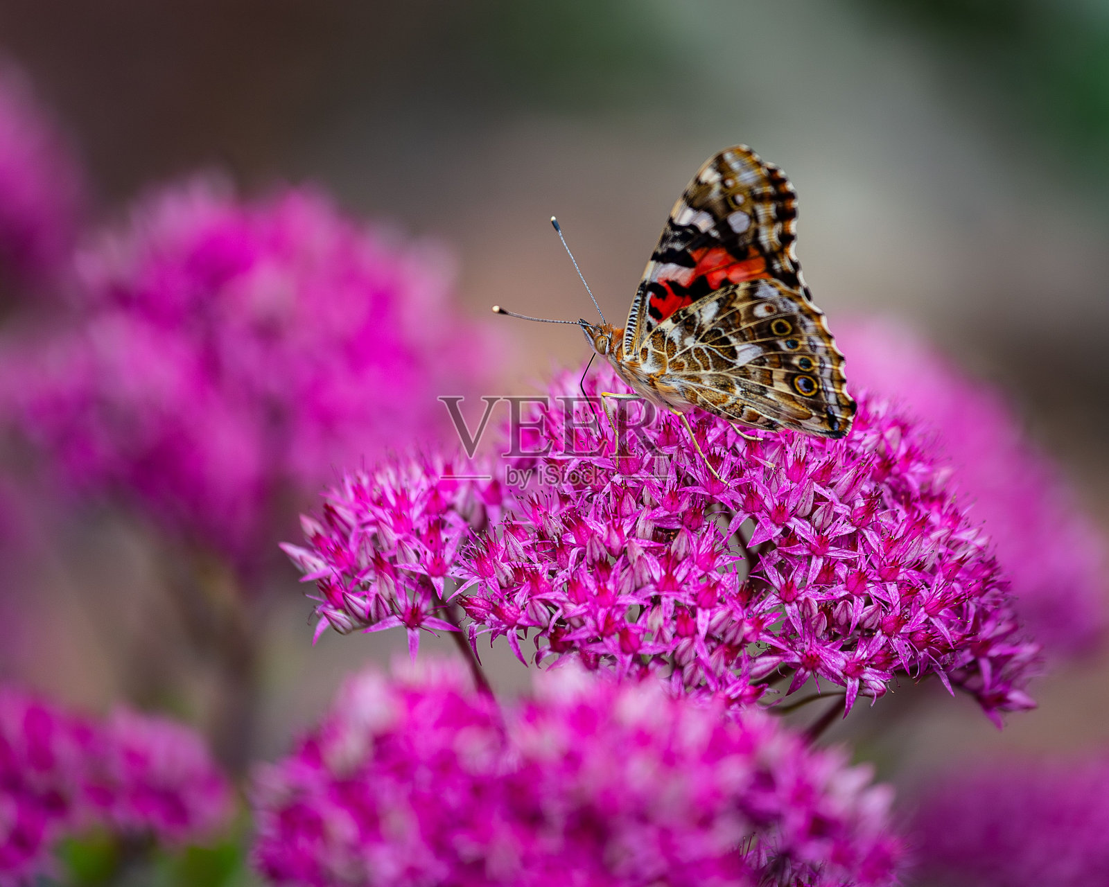 一只彩色的蝴蝶坐在田野里紫色的花朵上，照片摄影图片