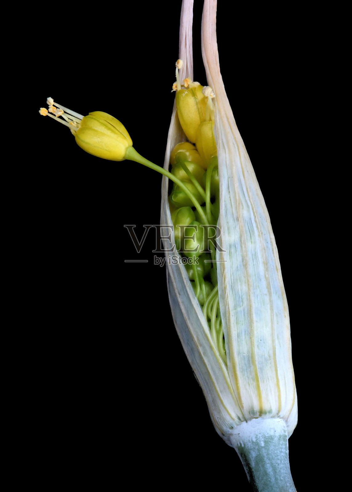 黄葱花芽照片摄影图片