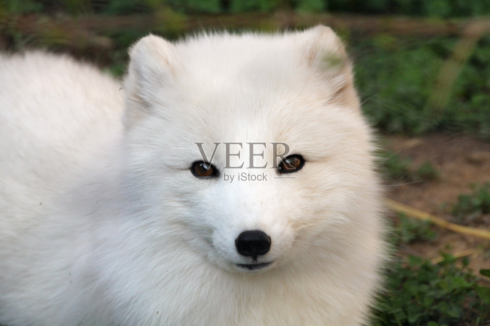 动物园里美丽的北极狐照片摄影图片