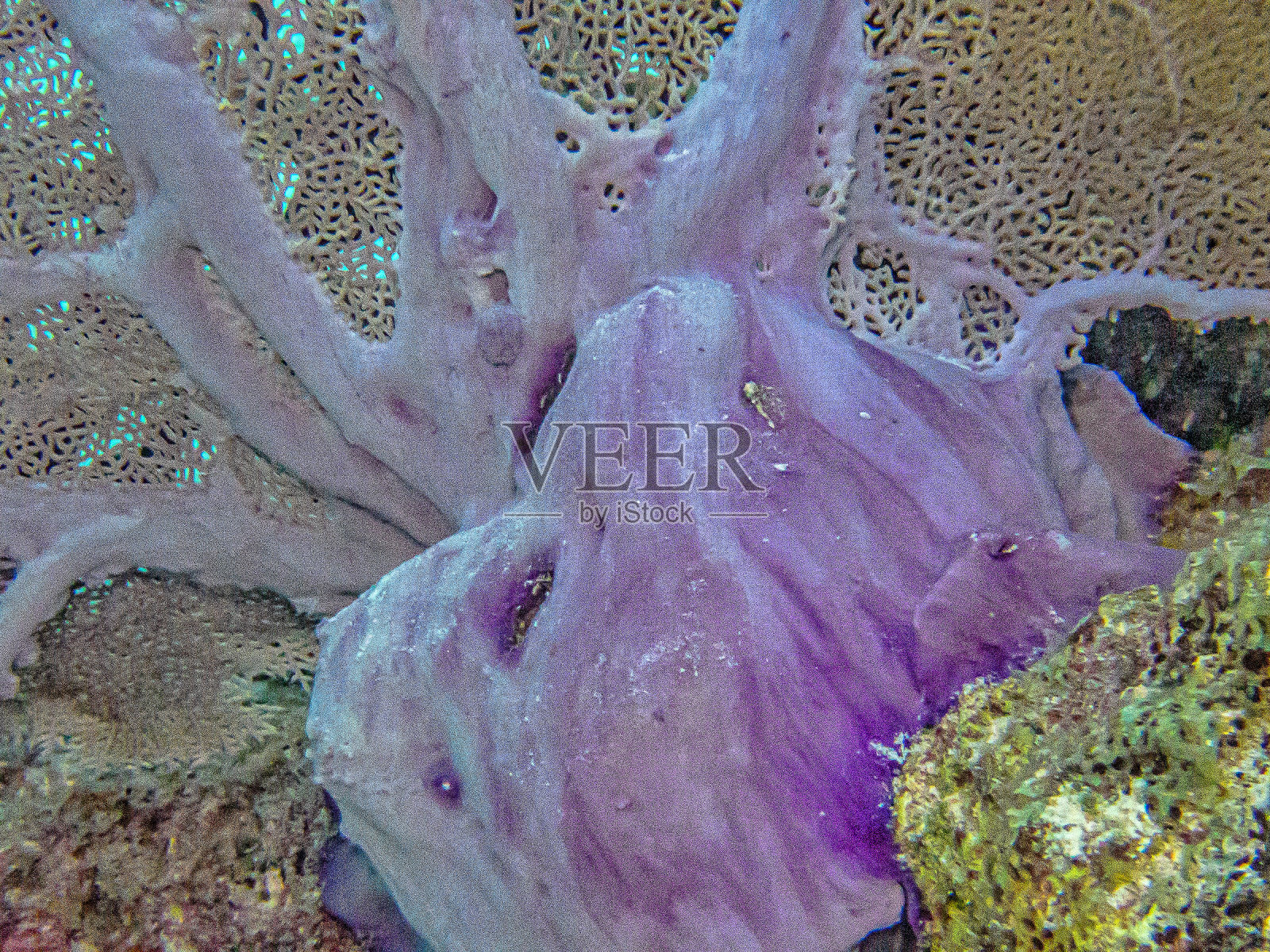 黄柳，金星扇照片摄影图片