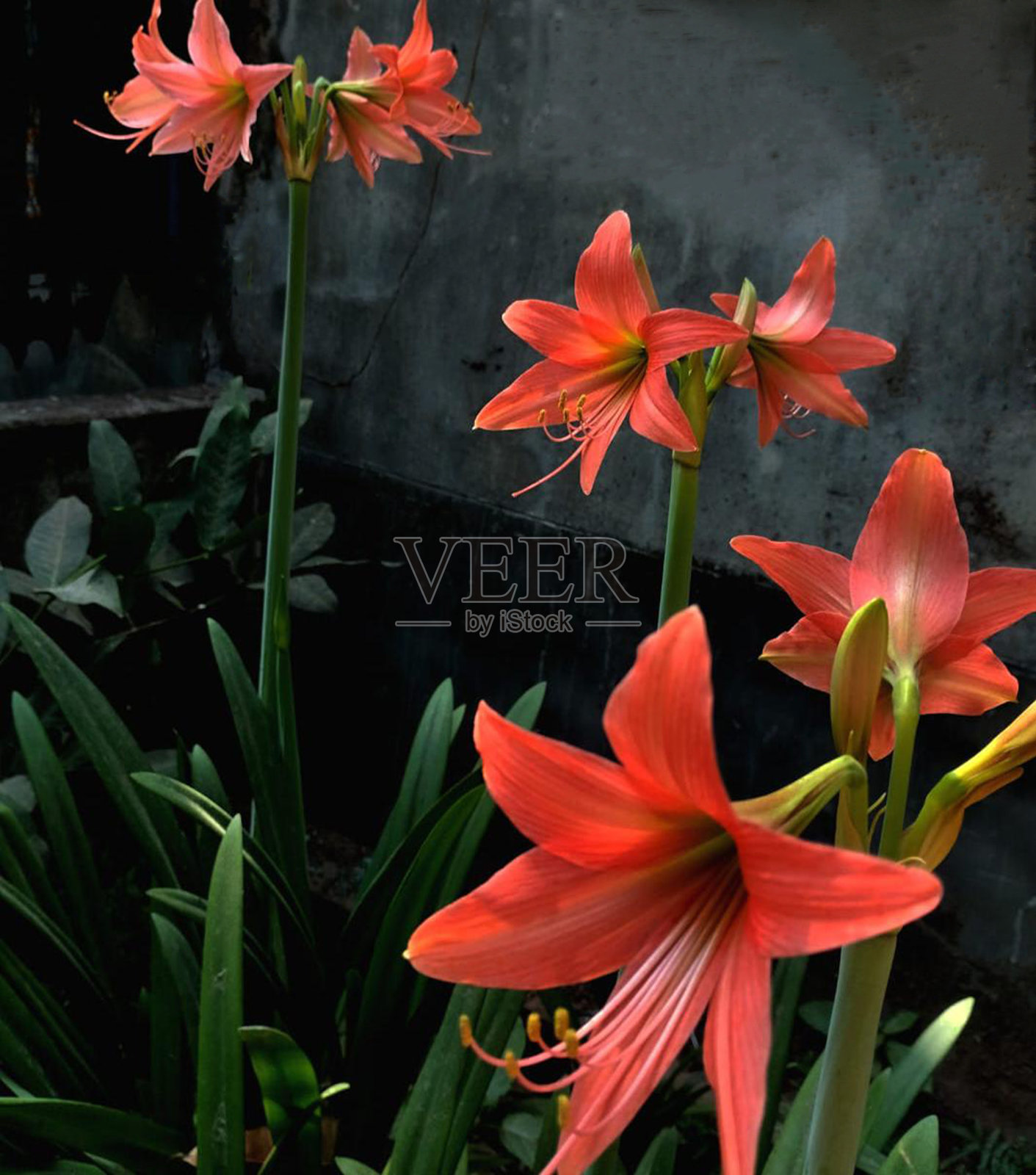 家庭园艺野花照片摄影图片