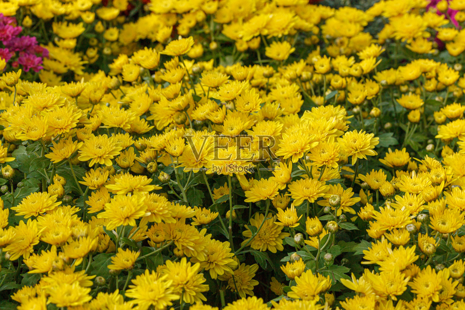 美丽的菊花丛黄、红、白、粉、红的颜色照片摄影图片