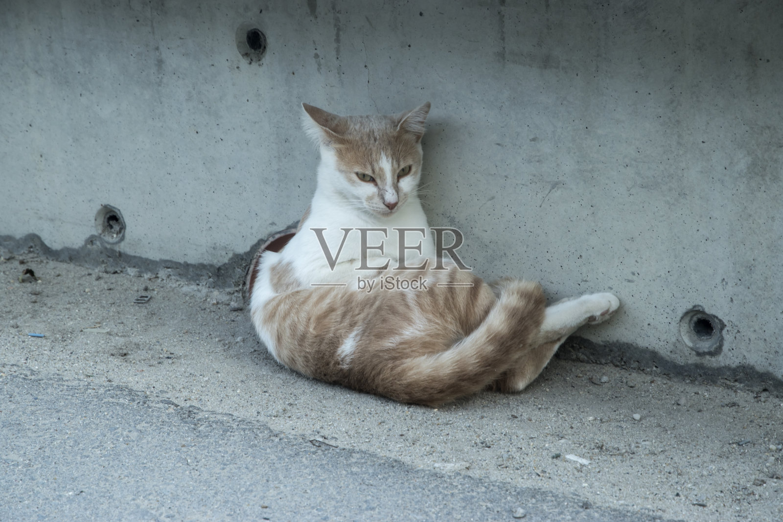 有趣的说谎猫照片摄影图片