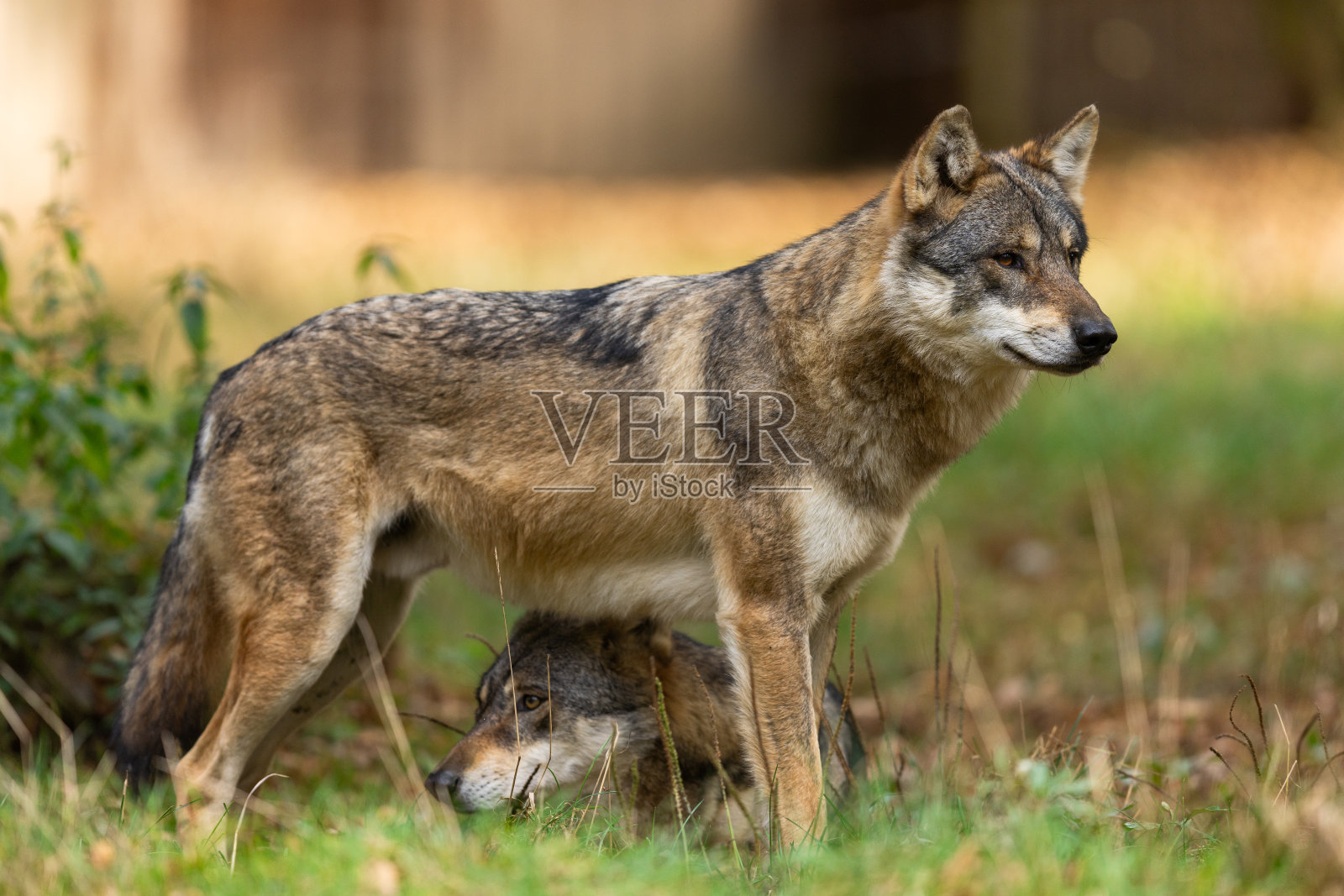 一只欧洲灰狼在秋天的森林里照片摄影图片