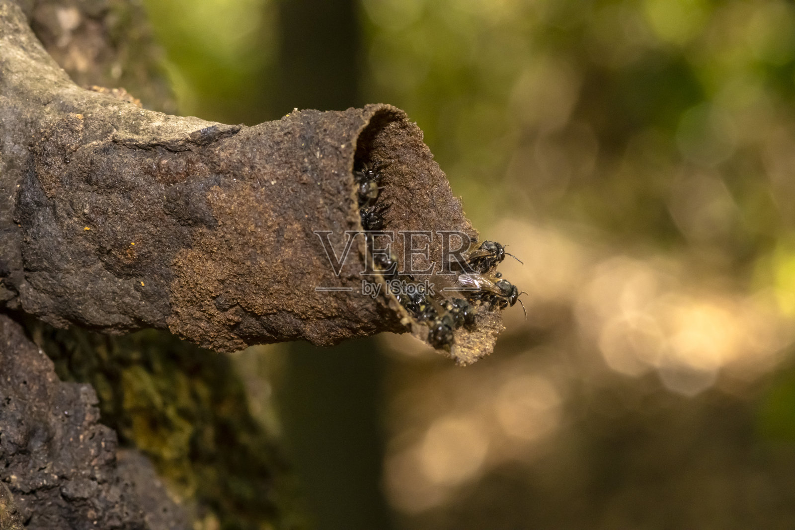 巴西无刺蜜蜂，被称为土库纳(Scaptotrigona bipunctata)照片摄影图片