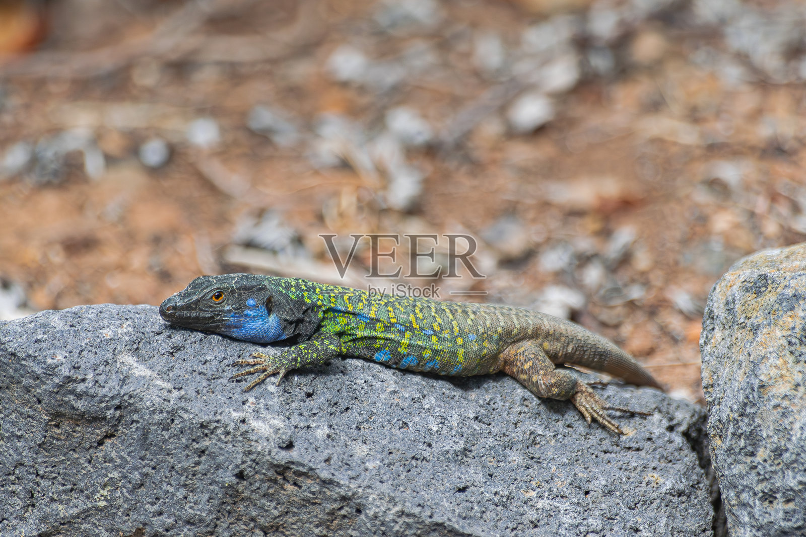 岩石上的特内里费雄性蜥蜴照片摄影图片
