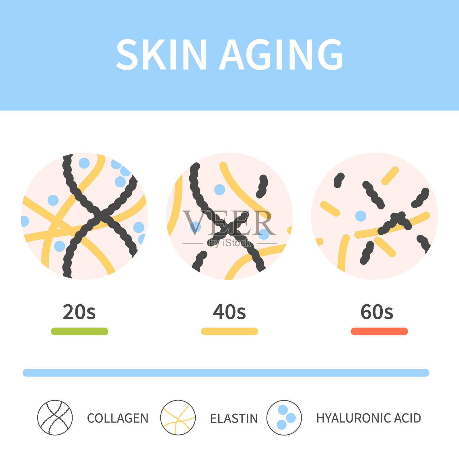 皮肤胶原蛋白和弹性蛋白随着年龄的增长而减少插画图片素材