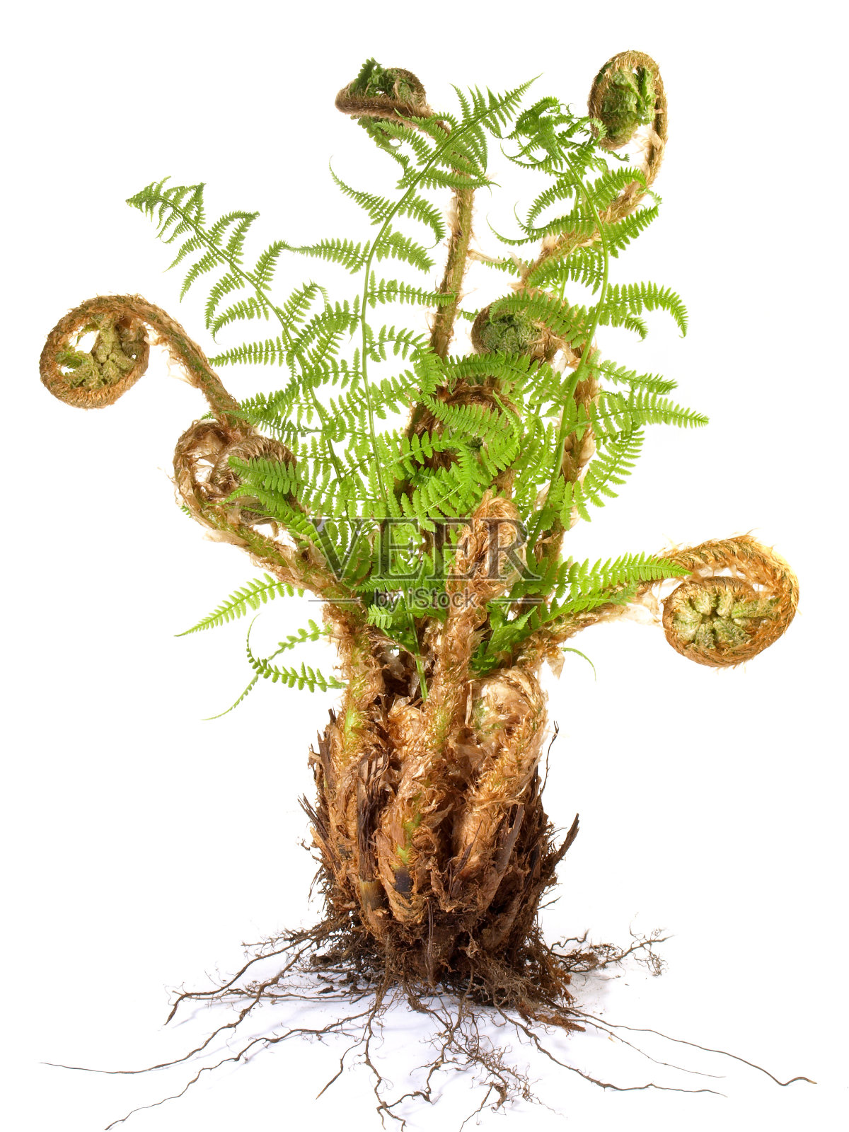 生长在白色背景上的蕨类植物照片摄影图片