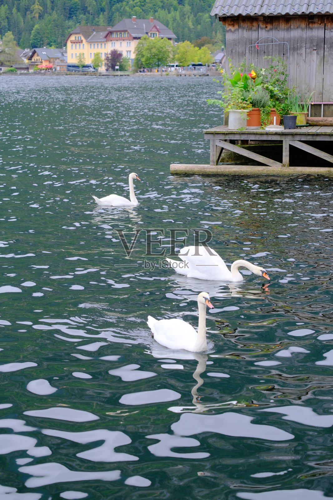 霍尔施塔特湖上的白天鹅。阳光明媚的早晨，在奥地利阿尔卑斯山的哈尔施塔特村的码头，施蒂里亚列岑区，奥地利，阿尔卑斯山。欧洲。有旅游概念背景。照片摄影图片